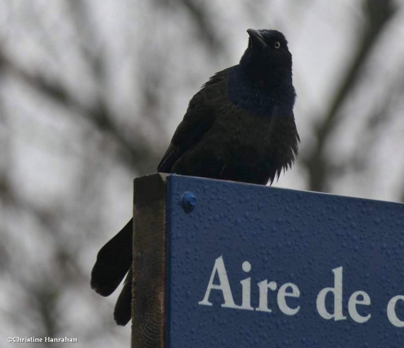 Common grackle