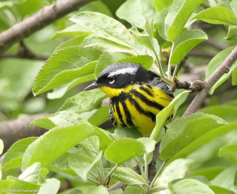 Magnolia warbler