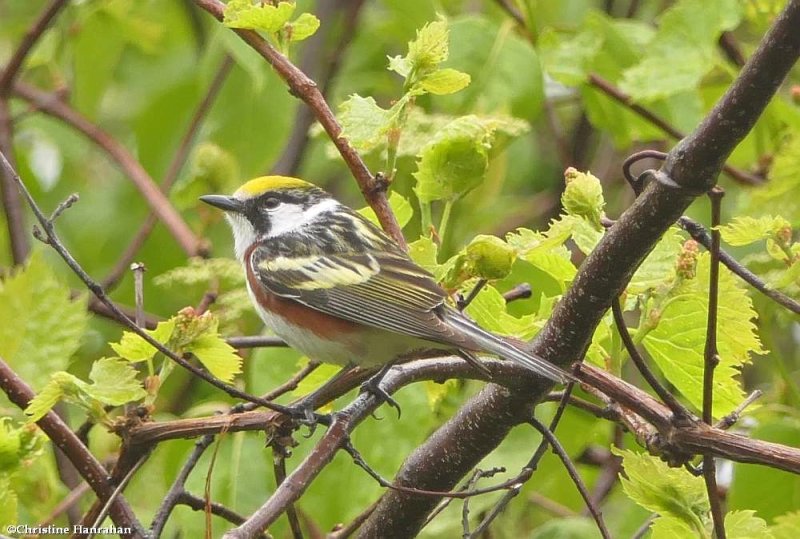 Chestnut-sided warbler