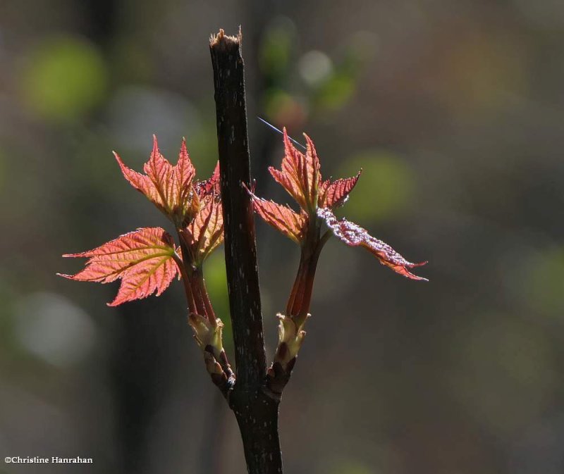 Red  maple (Acer rubrum)