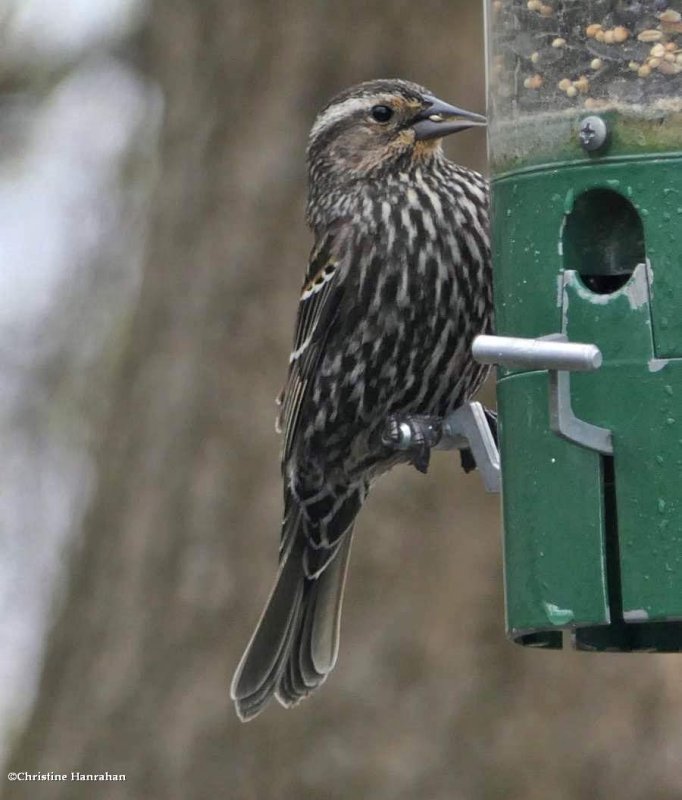 Red-winged blackbird, female