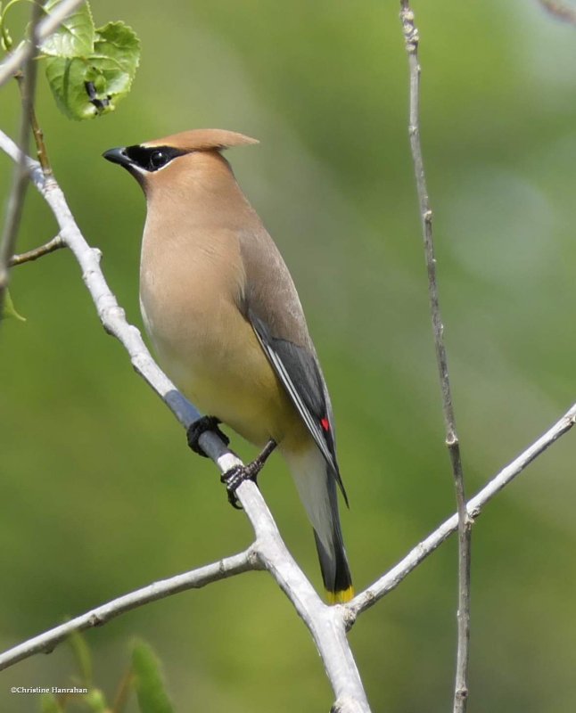 Cedar waxwing