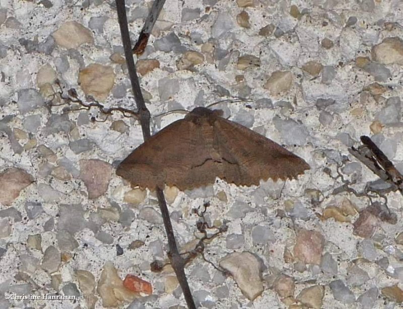 One-lined zale moth (<em>Zale unilineata</em>), #8716