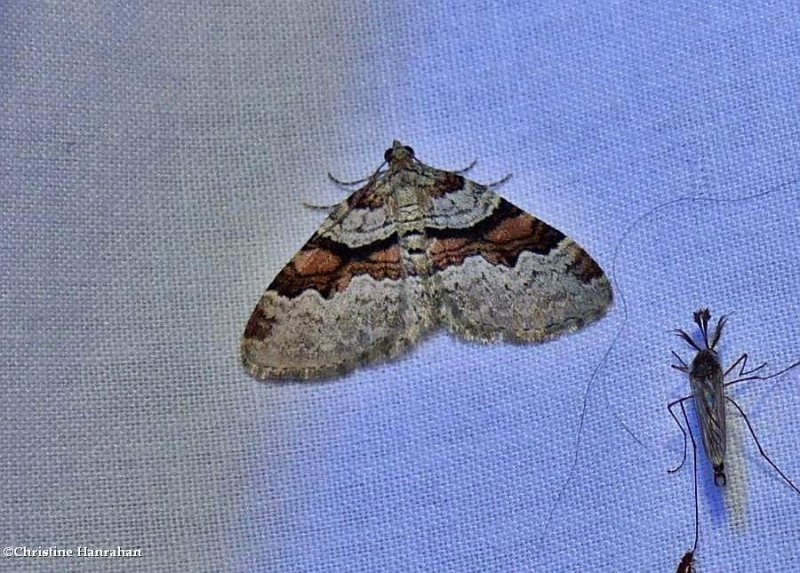 Labrador carpet moth (Xanthorhoe labradorensis), #7368