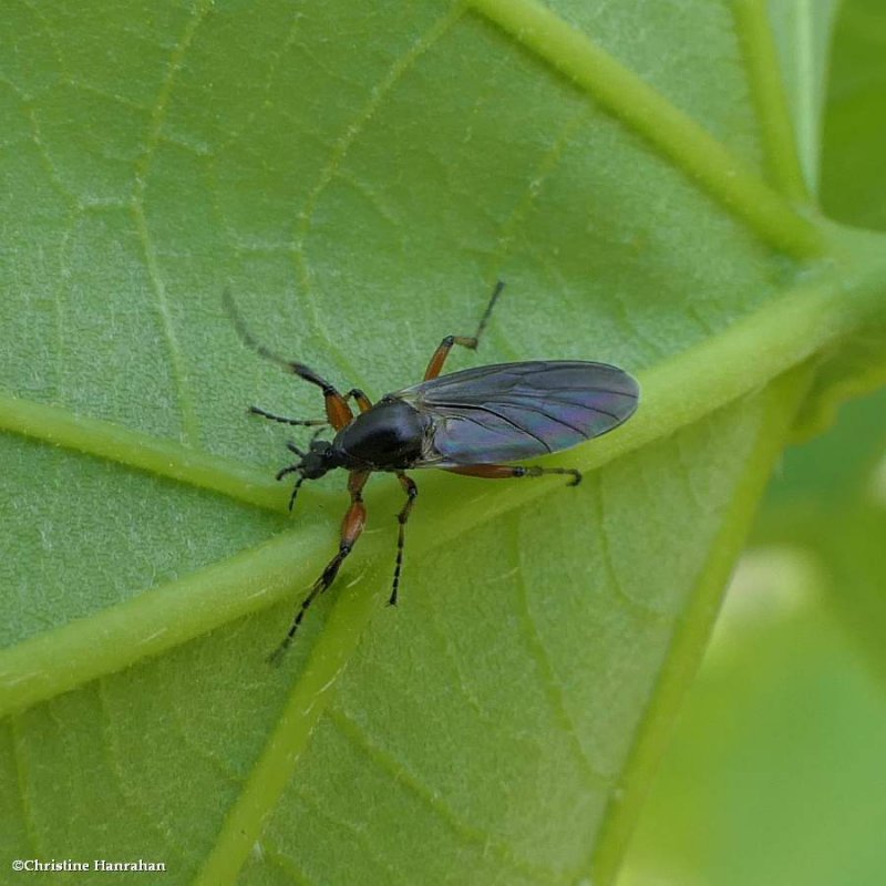 March fly (Bibio femoratus)