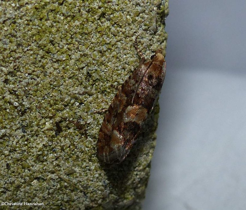 White pine cone borer moth (<em>Eucopina tocullionana</em>, #3074