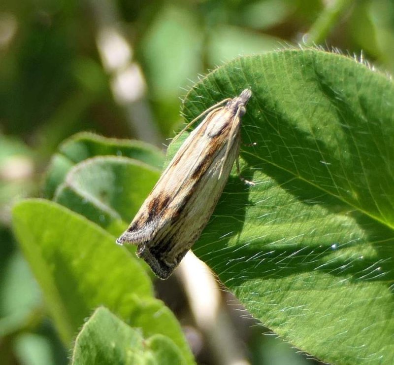 Leafroller moth (Eucosma sp.)