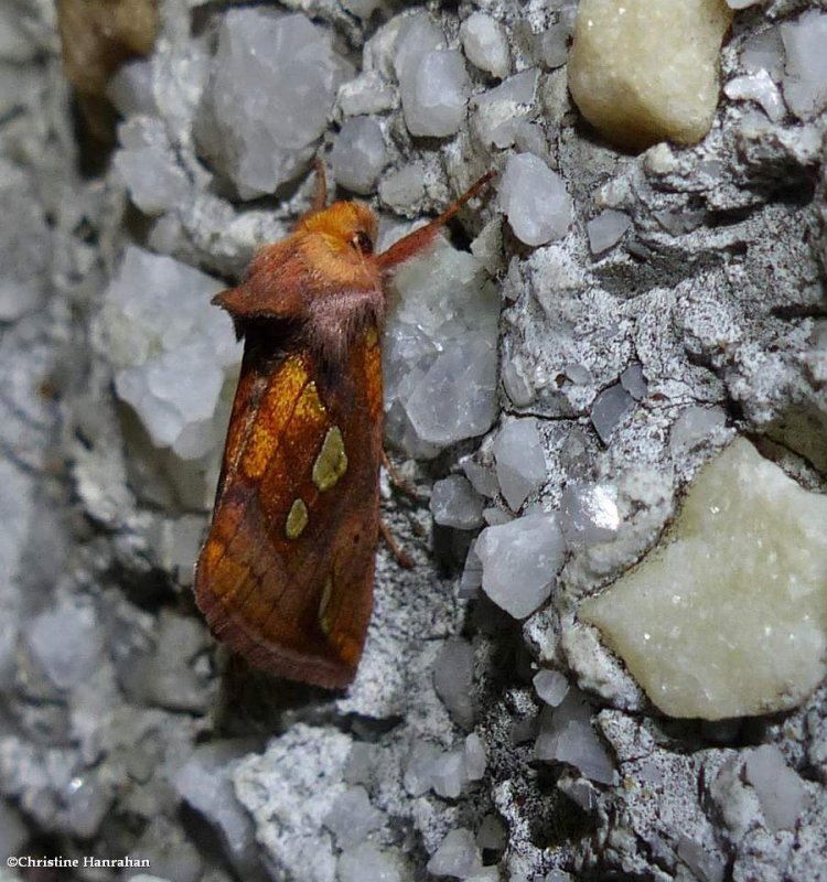 Putnam's looper moth  (Plusia putnami), #8950