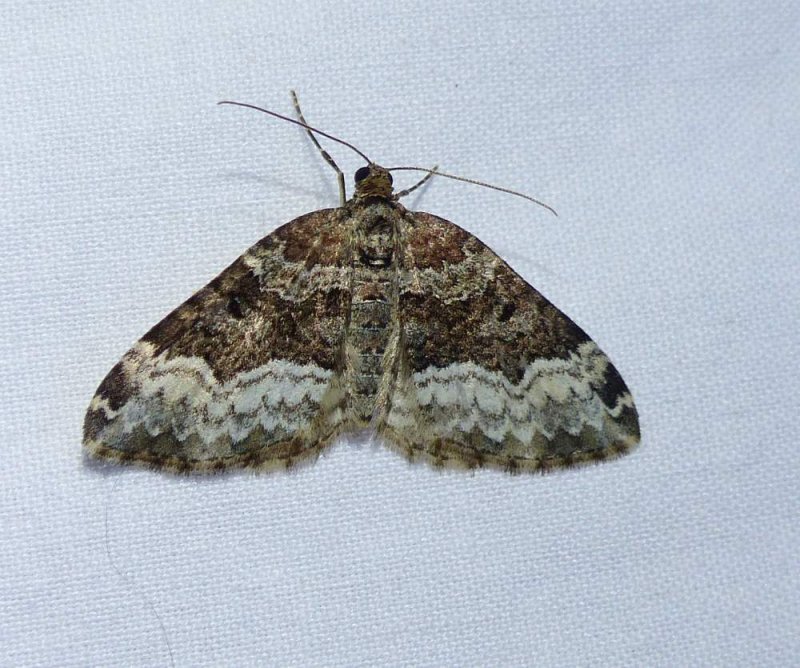 Sharp angled carpet moth  (Euphyia intermediata), #7399