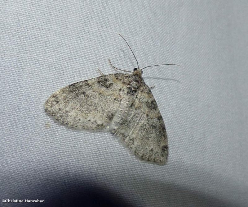Powdered bigwing moth   (<em>Lobophora nivigerata</em>), #7640