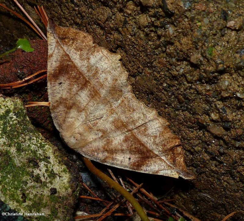 Curve-toothed geometer moth (<em>Eutrapela clemataria</em>),  #6966