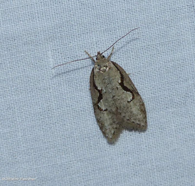 Packard's concealer moth  (Semioscopis packardella), #0912