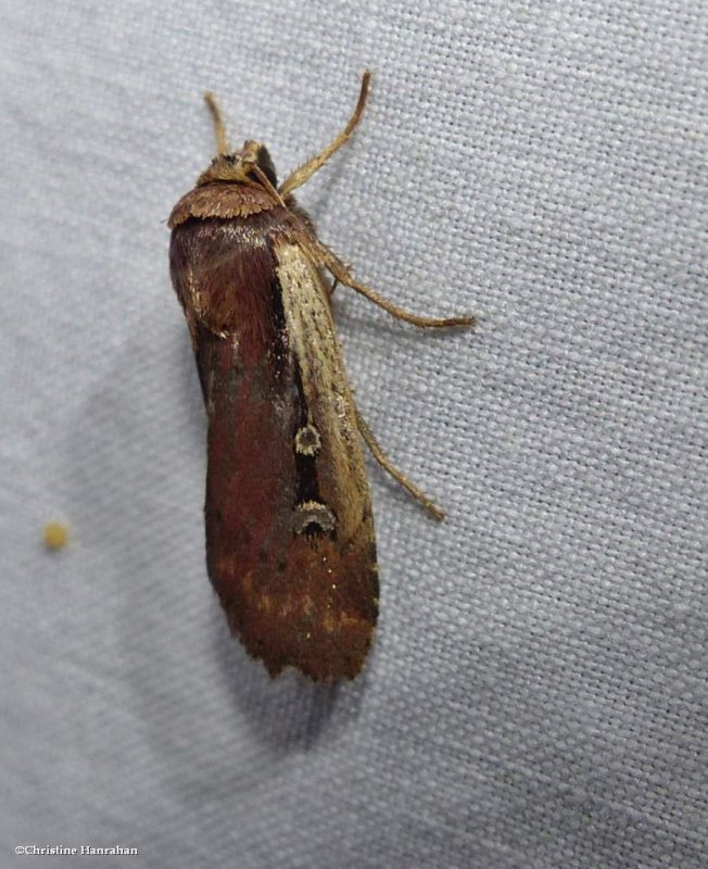 Flame-shouldered dart moth (Ochropleura implecta), #10891