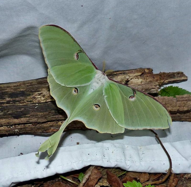 Luna moth (<em>Actias luna</em>), #7758