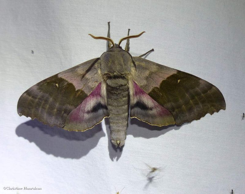 Modest sphinx  moth (Pachysphinx modesta), #7828