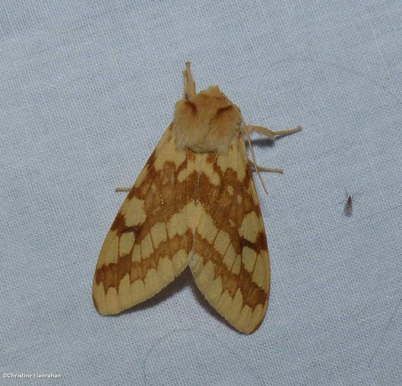 Spotted tussock moth  (Lophocampa maculata), #8214