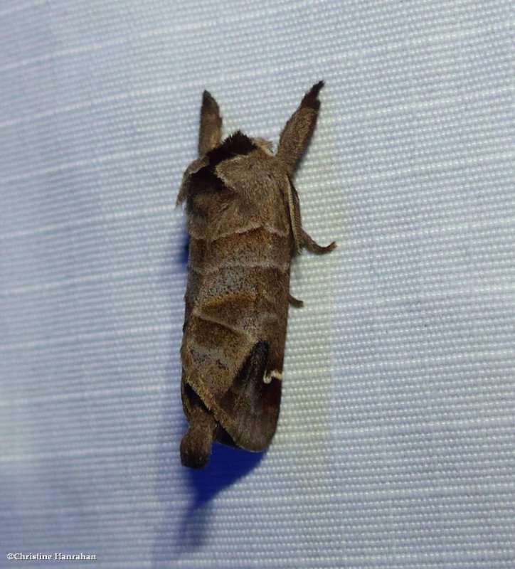 Sigmoid prominent (Clostera albosigma), #7895