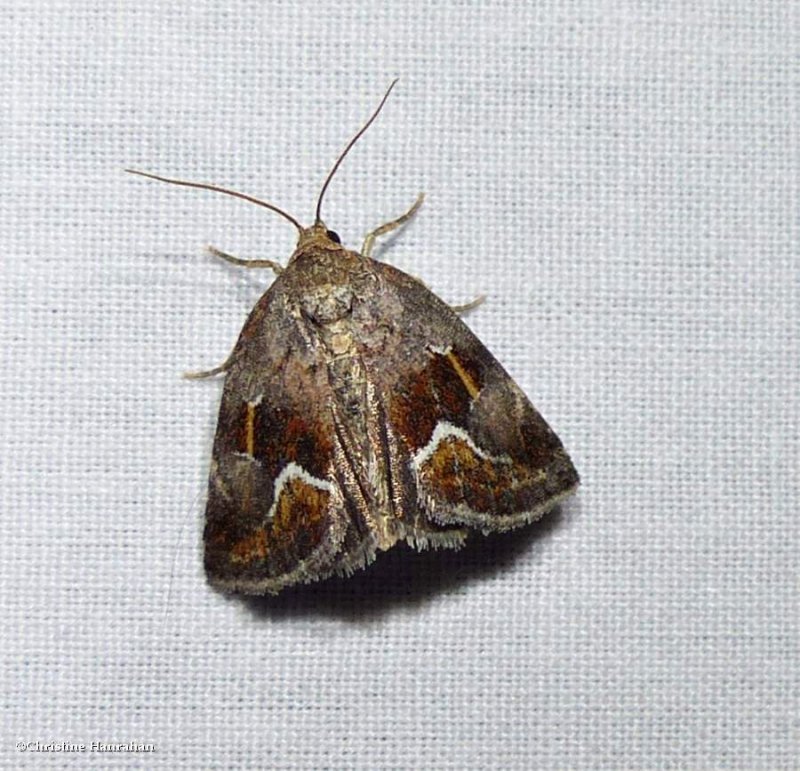 Bog deltote moth (Deltote bellicula), #9046