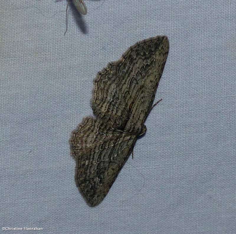Brown bark carpet moth   (Horisme intestinata), #7445