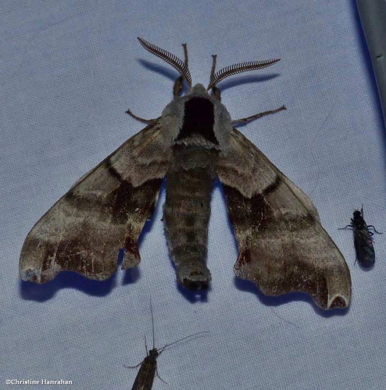 Twin spotted sphinx moth (Smerinthus jamaicensis), #7821