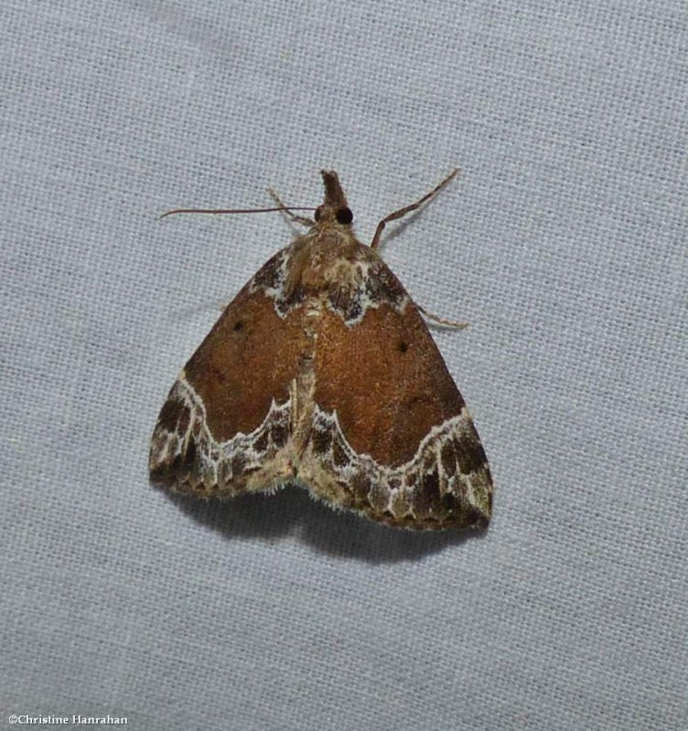 White lined snout moth  (Hypena abalienalis), #8445
