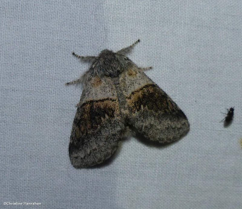 Common gluphisia moth (Gluphisia septentrionis), #7931