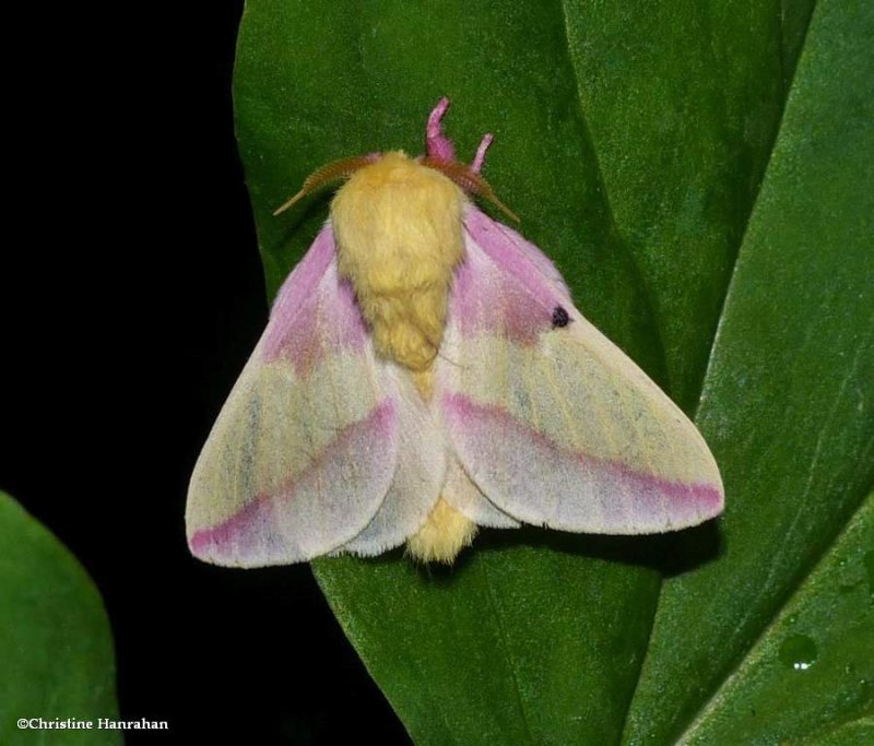 Rosy maple moth  (Dryocampa rubicunda), #7715