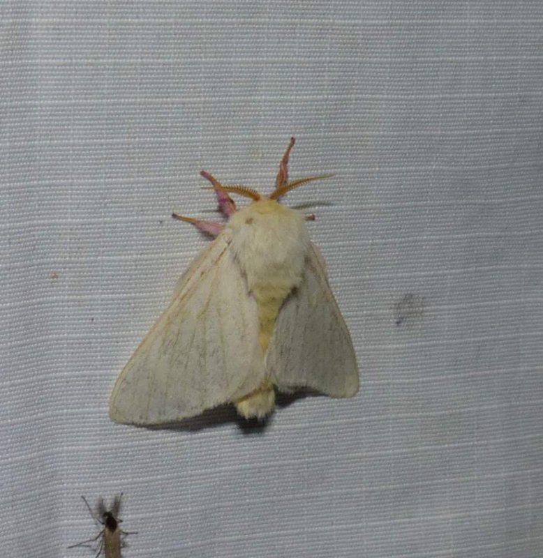 Rosy maple moth  (<em>Dryocampa rubicunda</em>), #7715