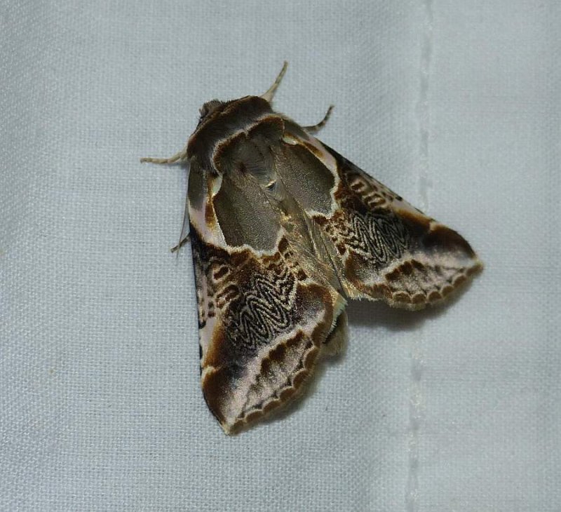 Lettered habrosyne moth (Habrosyne scripta), #6235