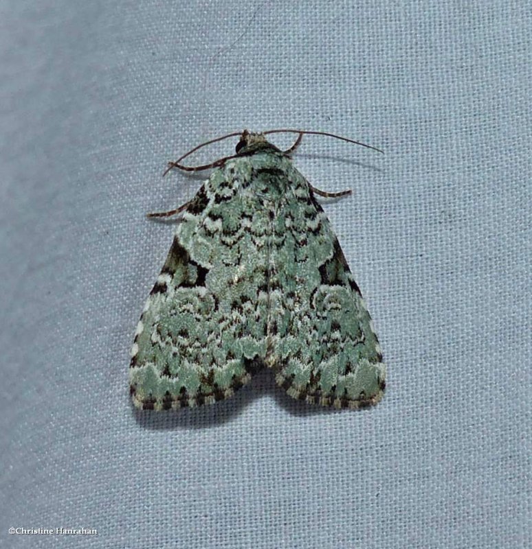 Green leuconycta moth (Leuconycta diphteroides), #9065