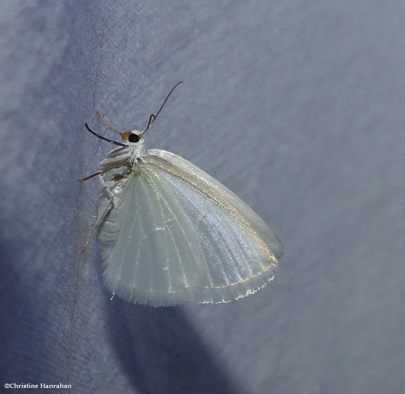 White spring moth  ( Lomographa vestaliata), #6667