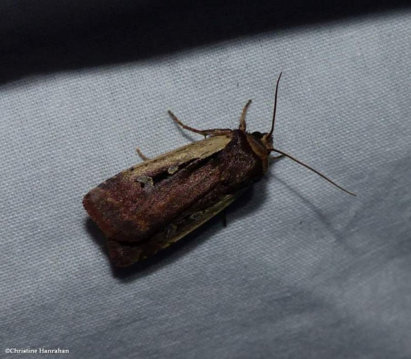 Flame-shouldered dart moth (Ochropleura implecta), #10891