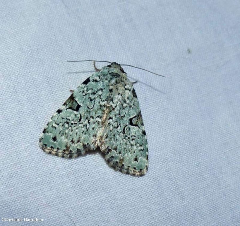 Green leuconycta moth (Leuconycta diphteroides), <#9065