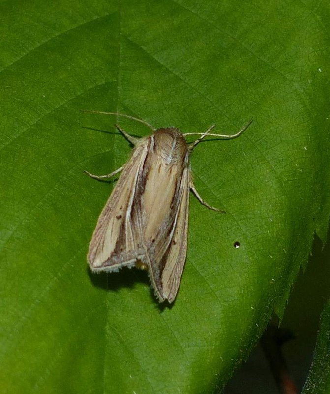 Wheat head armyworm moth (Dargida diffusa), #10431