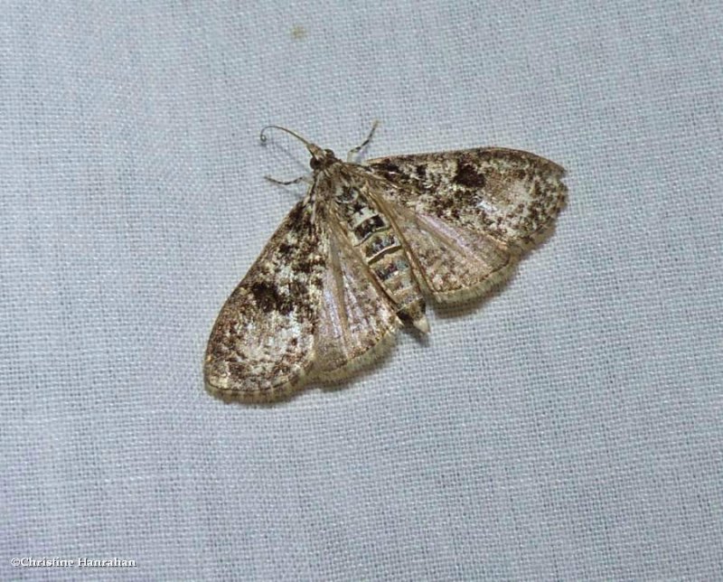 Splendid palpita moth (Palpita magniferalis), #5226