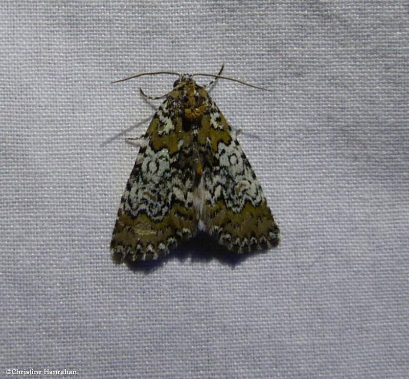 Owl eyed bird-dropping moth (Cerma cora), #9061