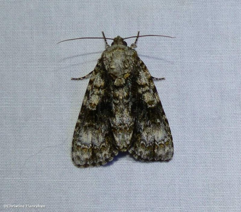 Splendid dagger moth (Acronicta superans), #9226 