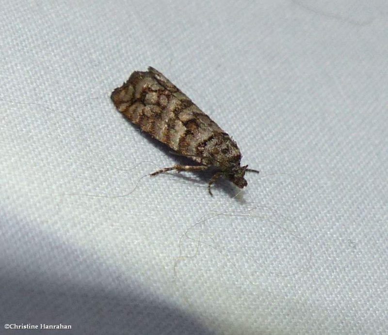 Leafroller moth (Barbara mappana), #2905