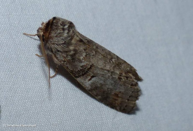 Linden prominent moth (Ellida caniplaga), #7930