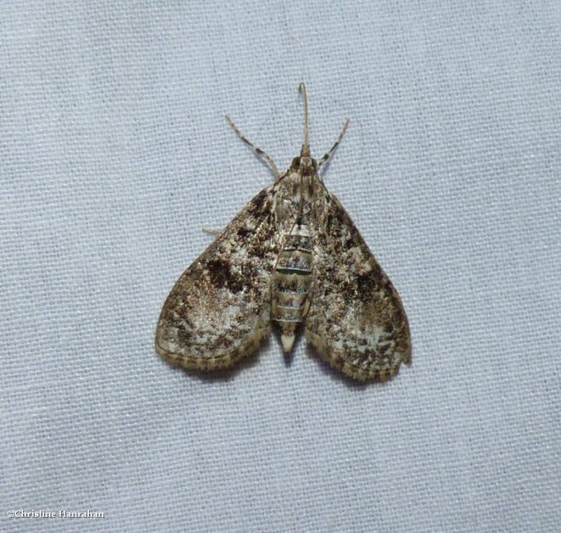 Splendid palpita moth (Palpita magniferalis), #5226