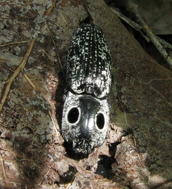 Eyed click beetle (Alaus oculatus)