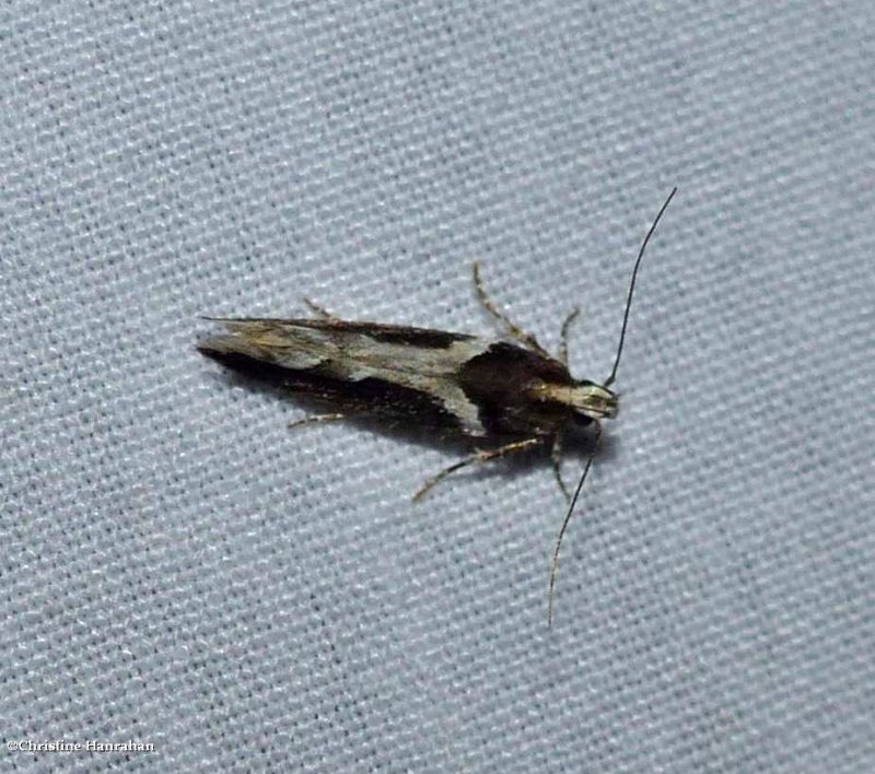 Y-backed telphusa moth (Telphusa longifasciella), #1858