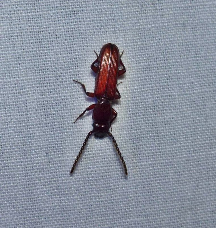 Parasitic flat bark beetle  (Catogenus rufus)