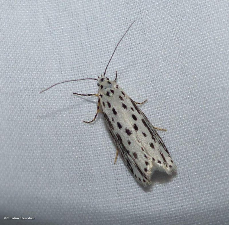 Zeller's ethmia moth  (Ethmia zelleriella), #0992