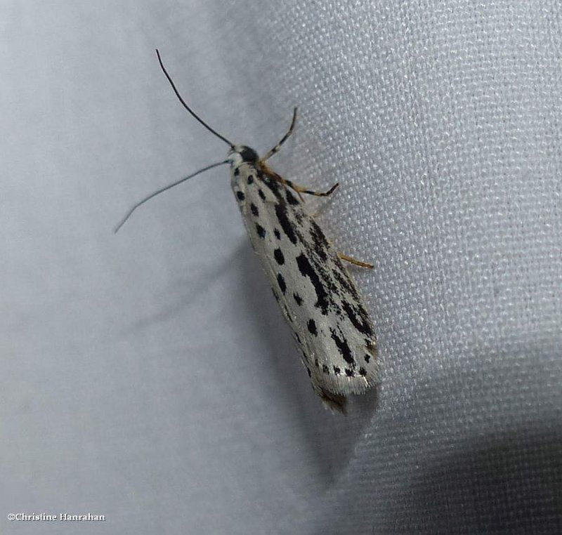Zeller's ethmia moth  (Ethmia zelleriella), #0992