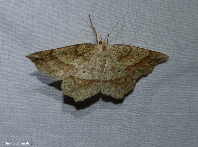 Marginal euchlaena moth (Euchlaena marginaria), #6734