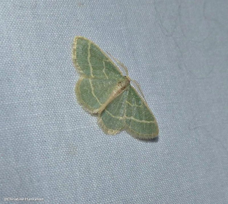 Blackberry looper moth   (Chlorochlamys chloroleucaria), #7071