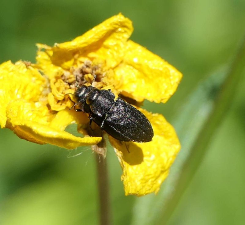Buprestid beetle (Agrilus?)