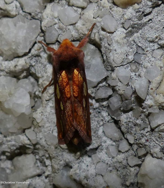 Putnam's looper moth  ()Plusia putnami), #8950