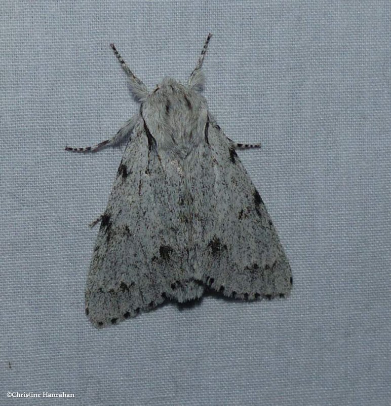Cottonwood dagger moth (Acronicta lepusculina), #9205